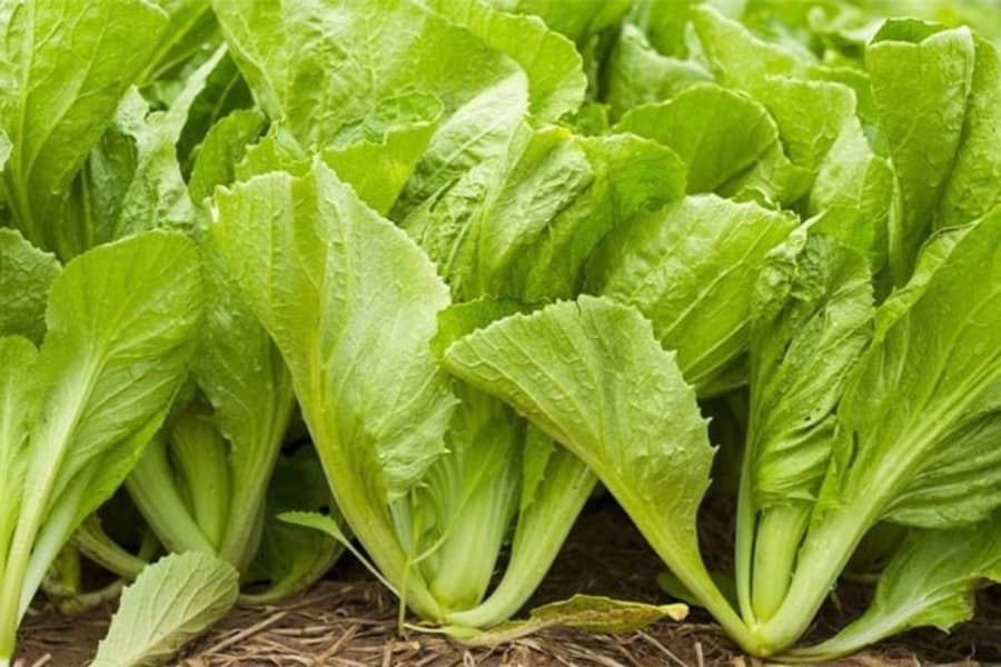 Bầu 3 tháng đầu ăn cải chua được không? Rau cải xanh có hàm lượng chất xơ dồi dào mà ít calo